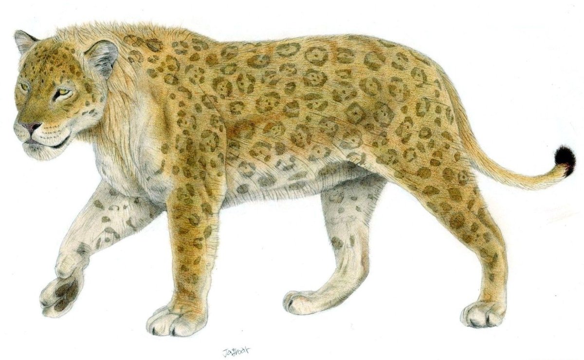 Европейский Ягуар плейстоцен