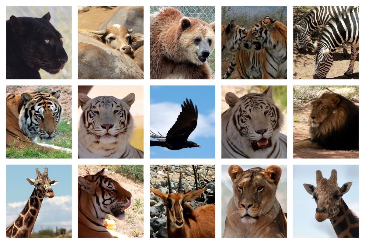 Животные коллаж