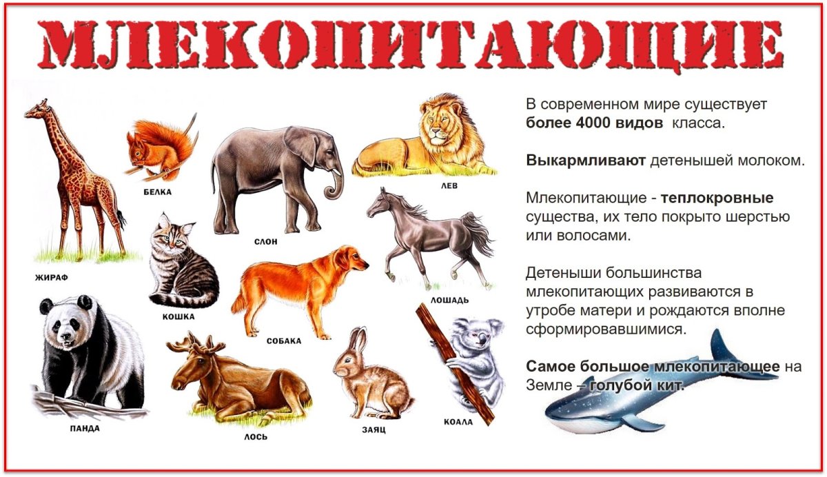 Виды млекопитающих животных