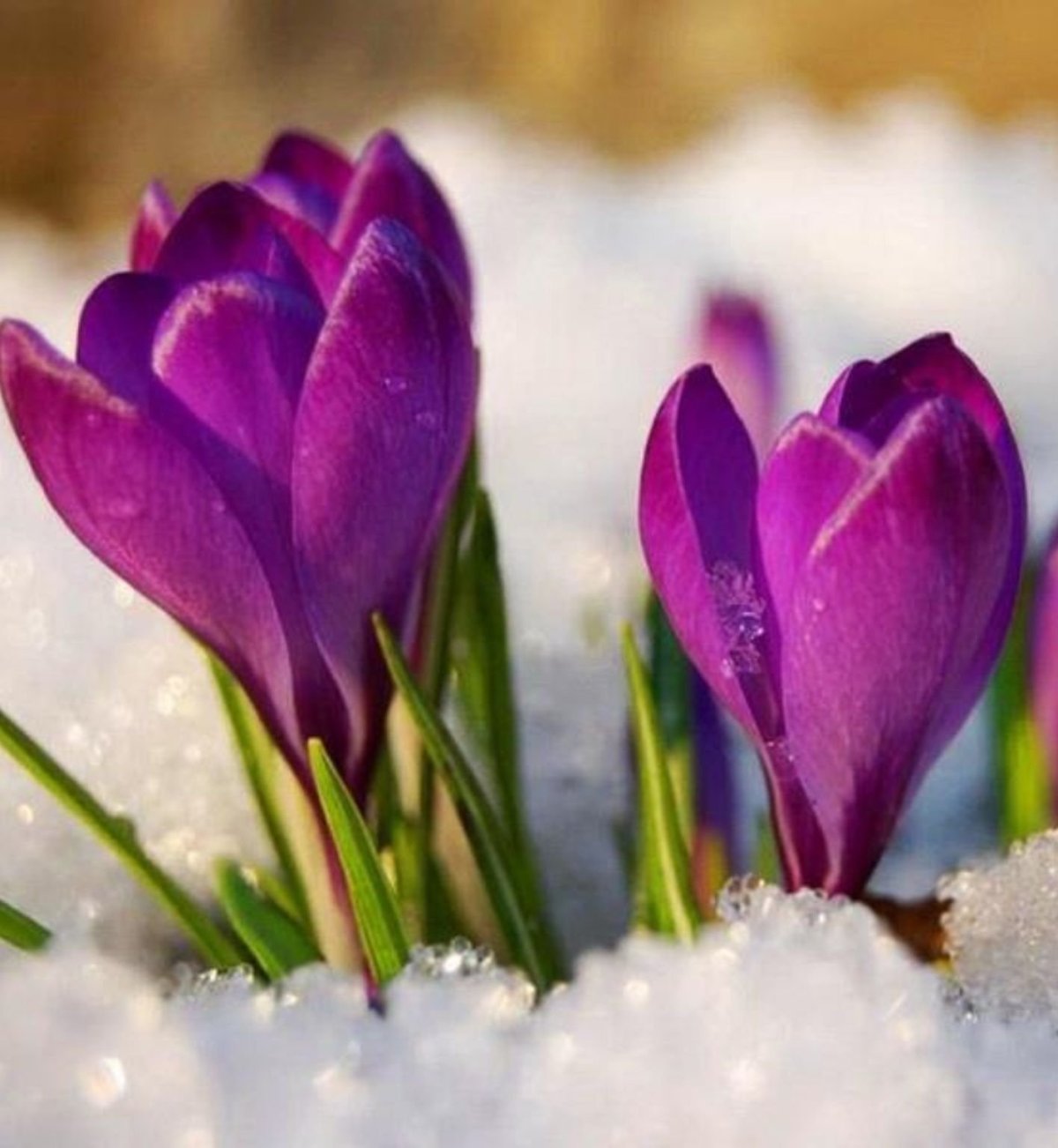 Цветок Крокус в снегу