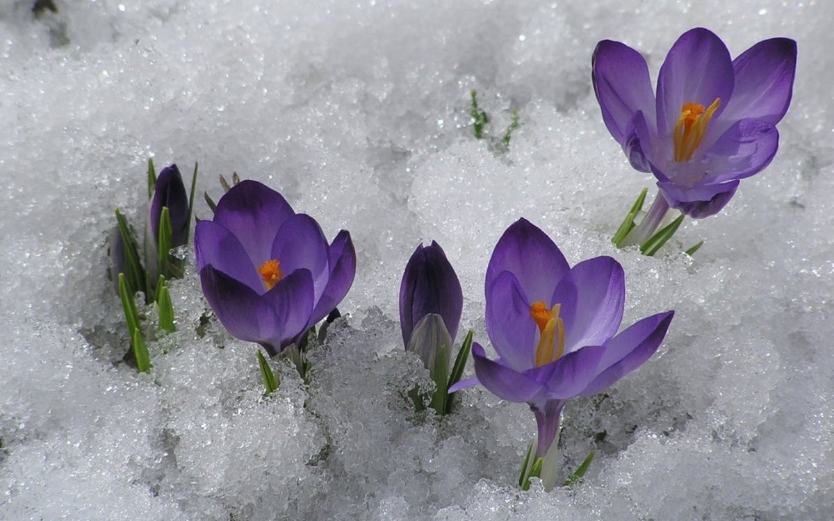 Крокусы зимой