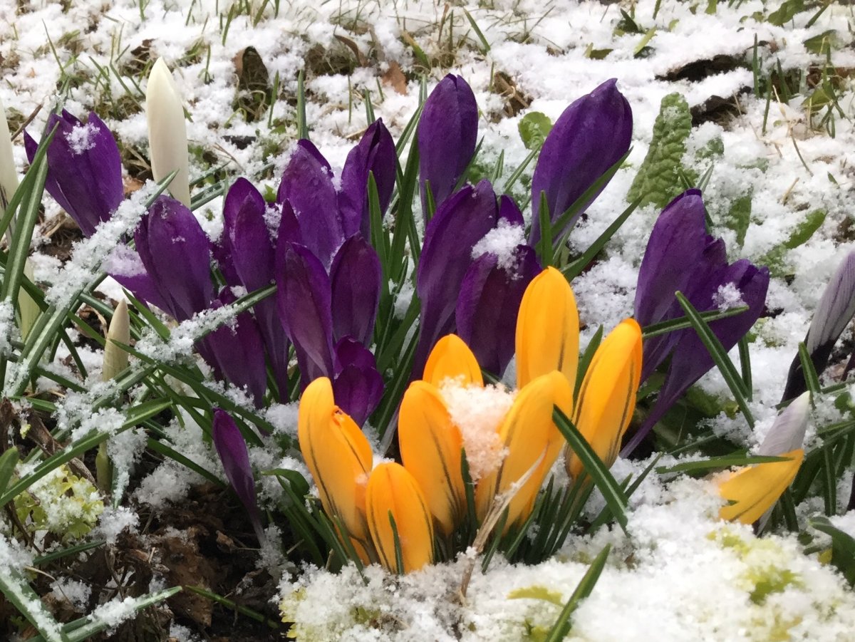 Бойчечак Гули