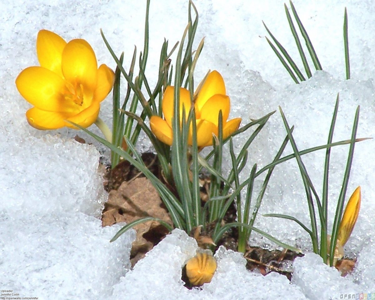 Желтые крокусы в снегу
