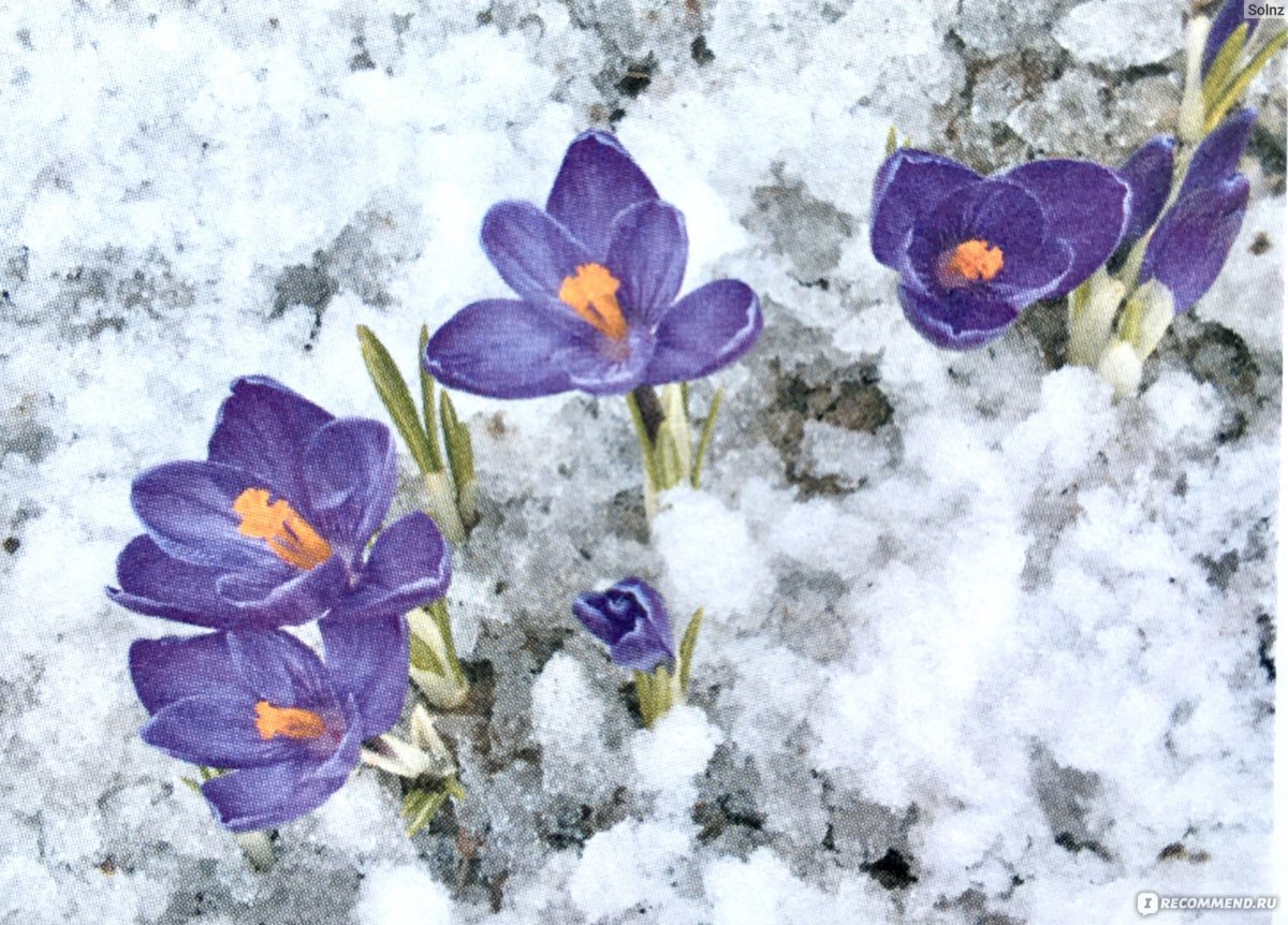 Весенняя природа со снегом