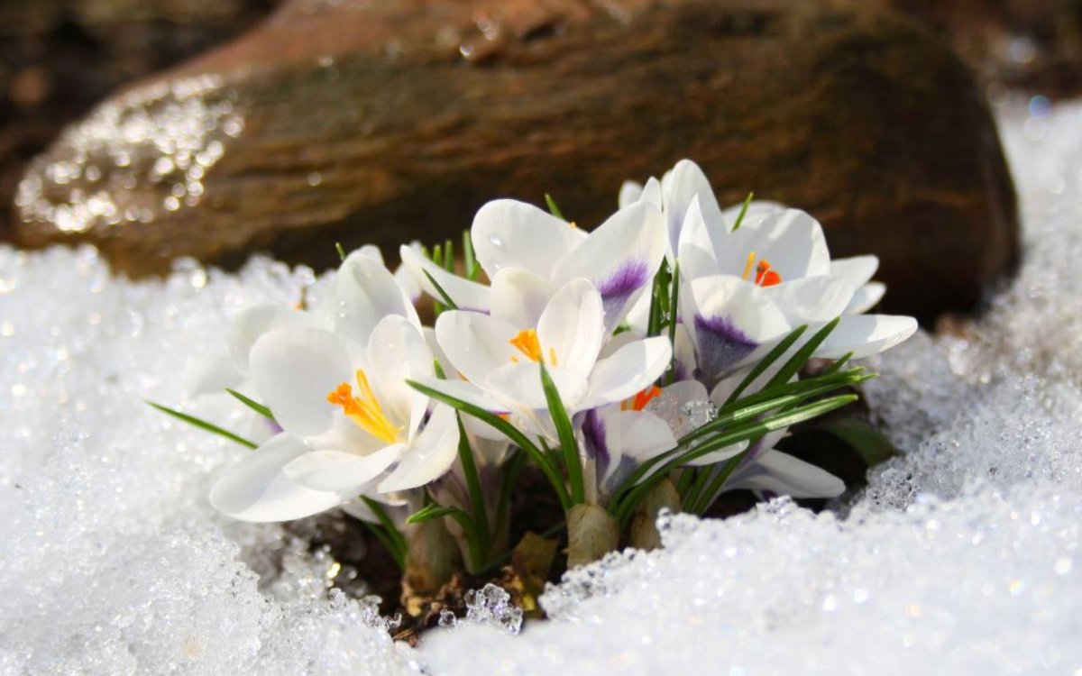 Маленькие крокусы под снегом