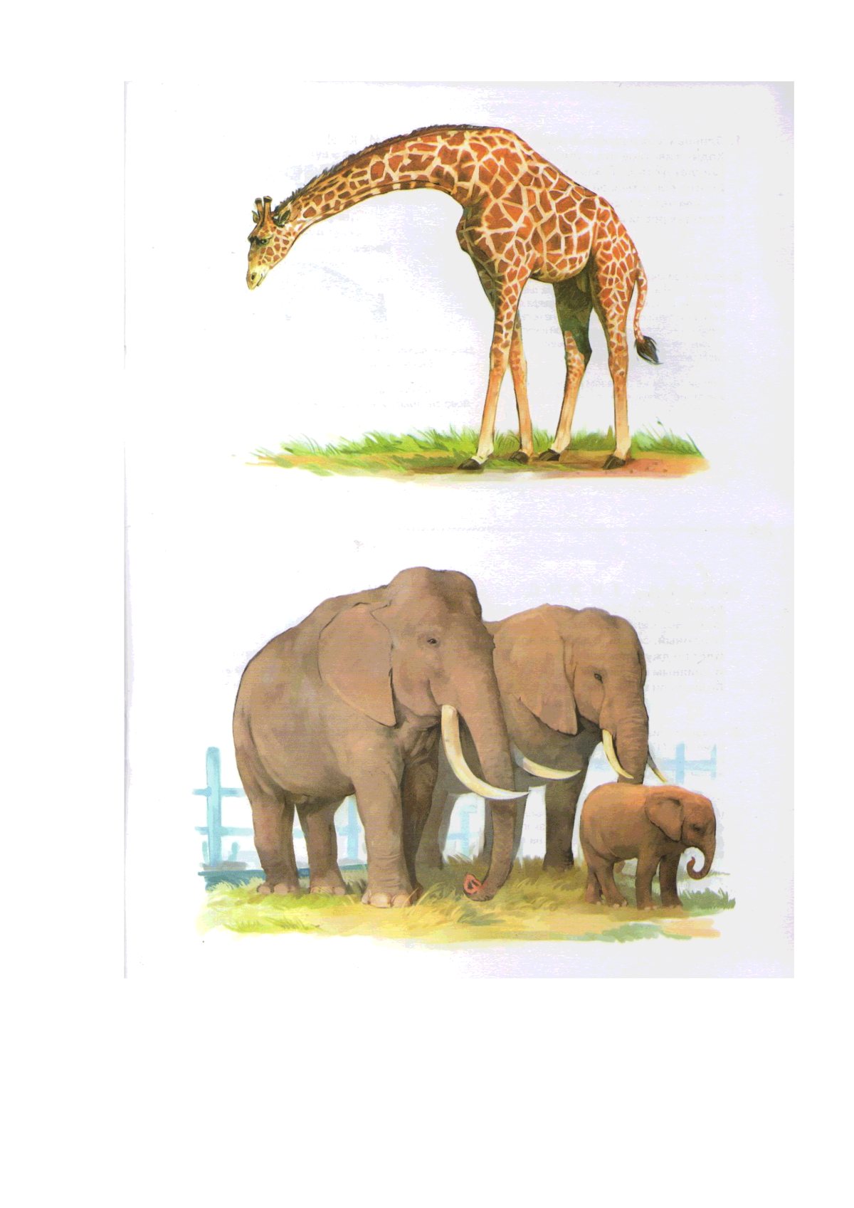 Животные жарких стран