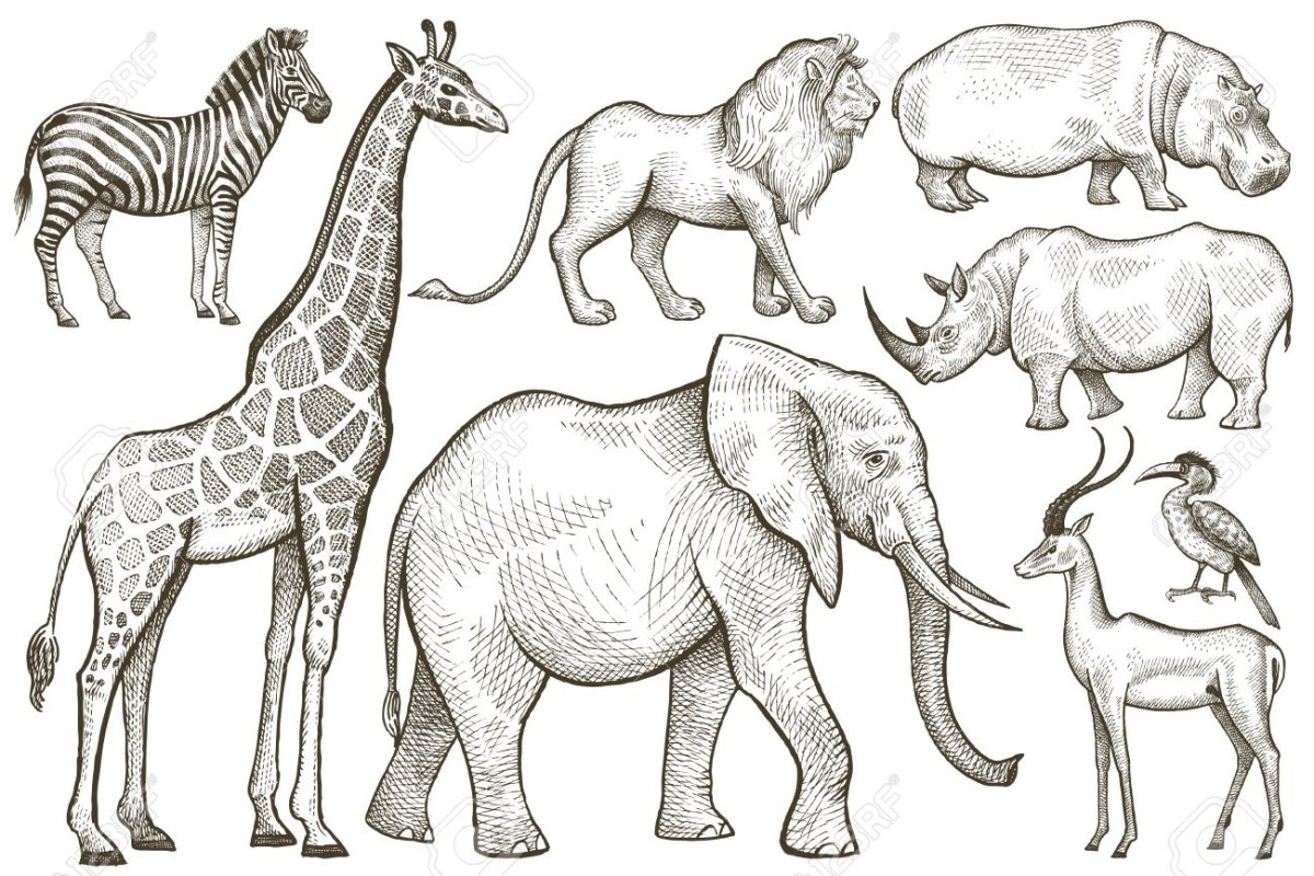 Животные жарких стран