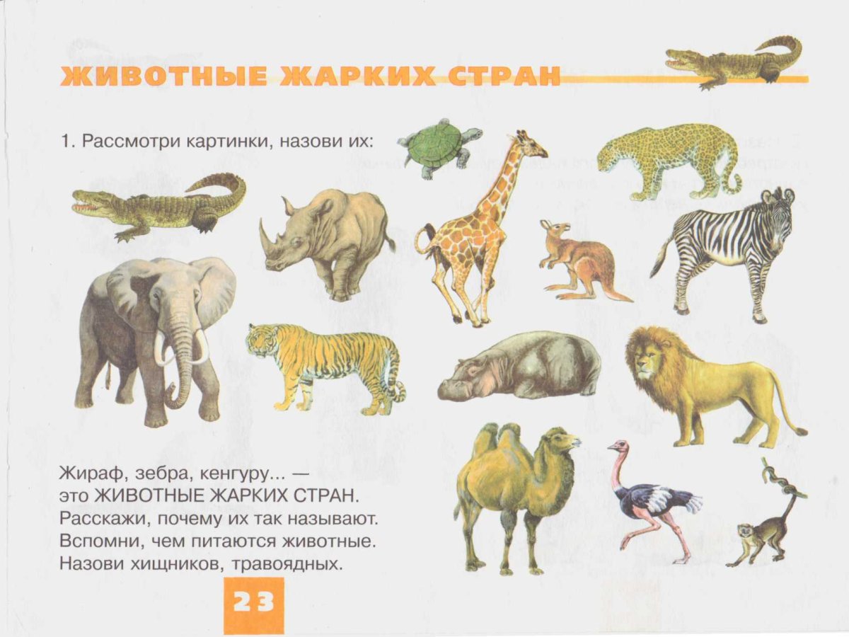 Детеныши животных жарких стран