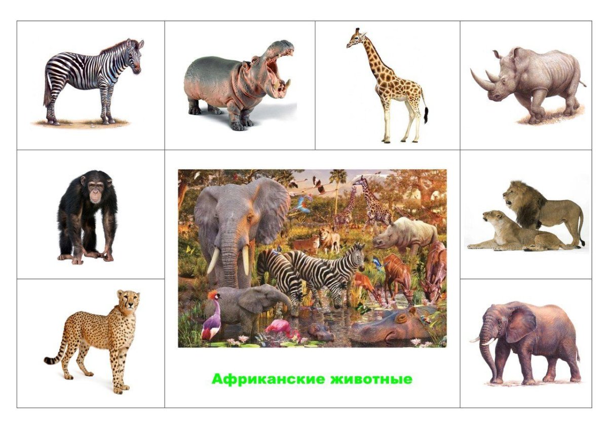 Алгоритм животные жарких стран