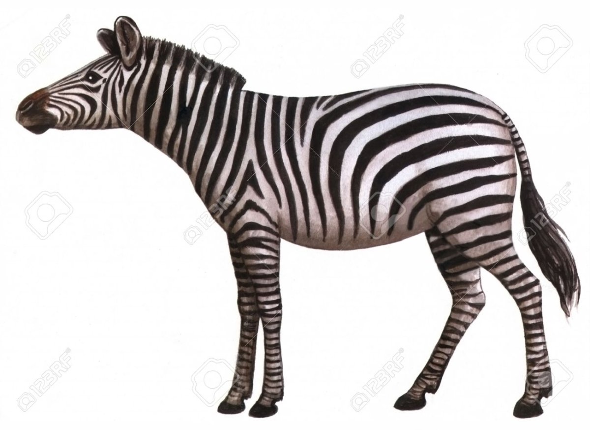 Животные жарких стран задания для дошкольников