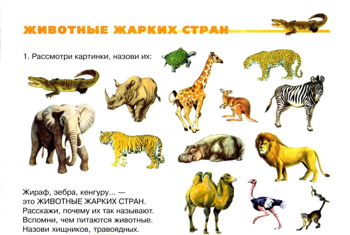 Животные половинки