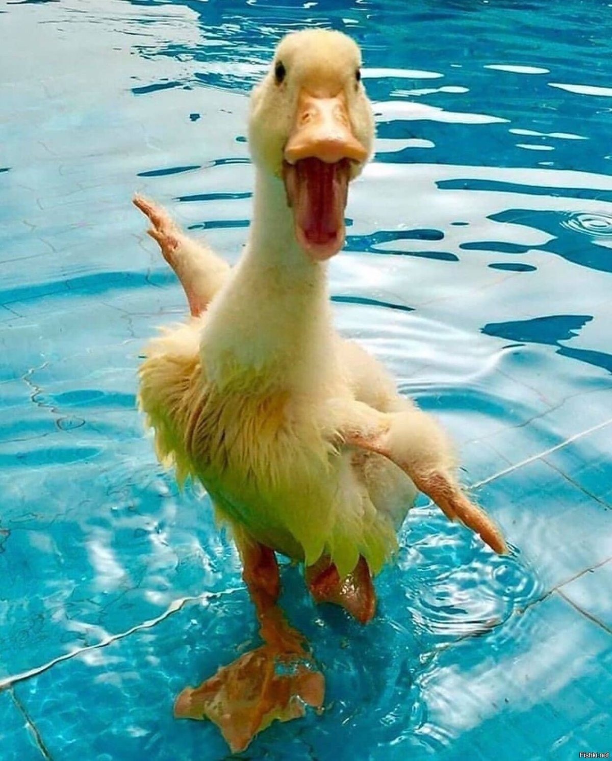 Смешная утка