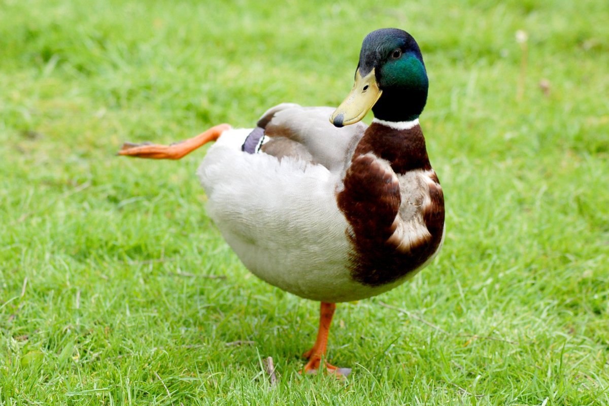 Утка смешно