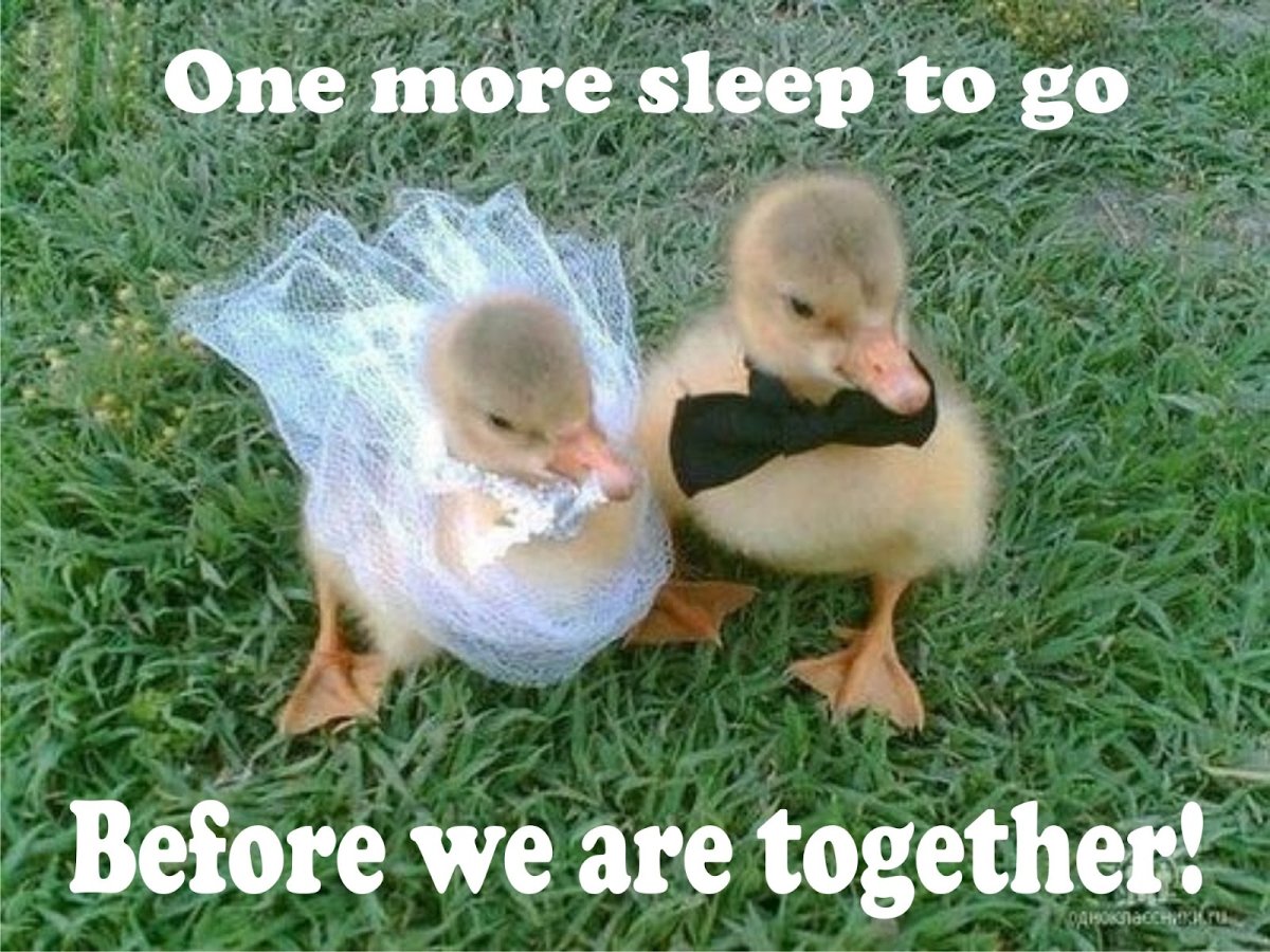 Утка невеста