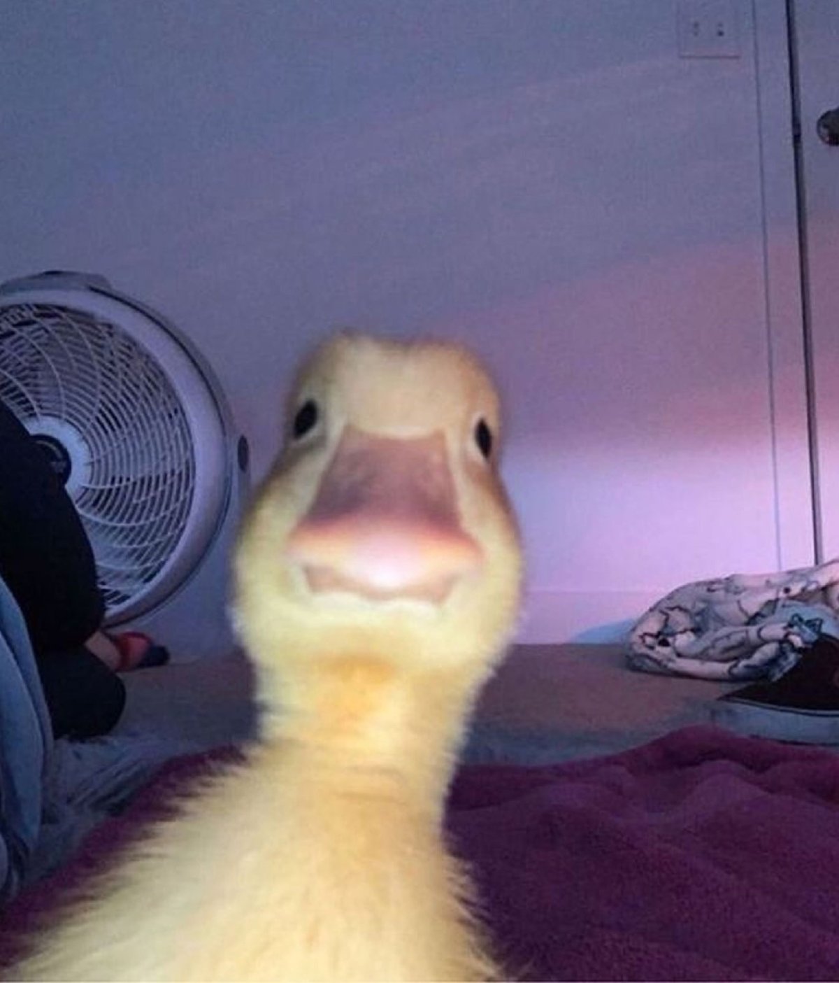 Уточка селфи