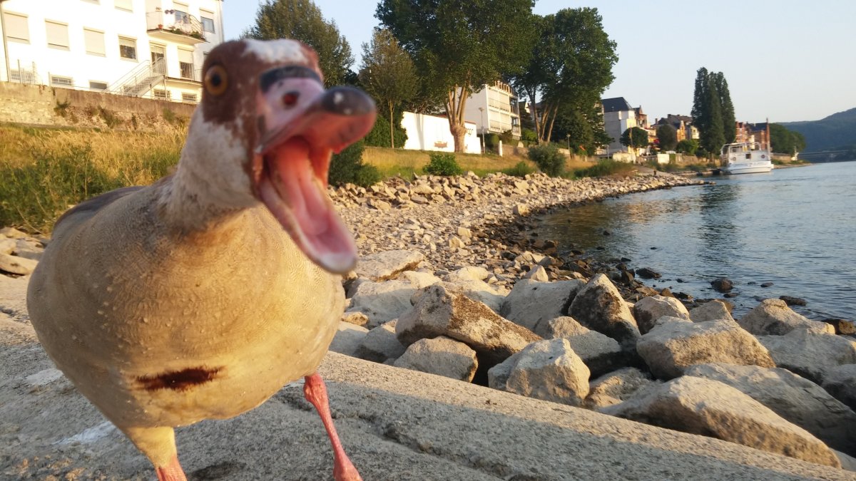 Утка в кадре