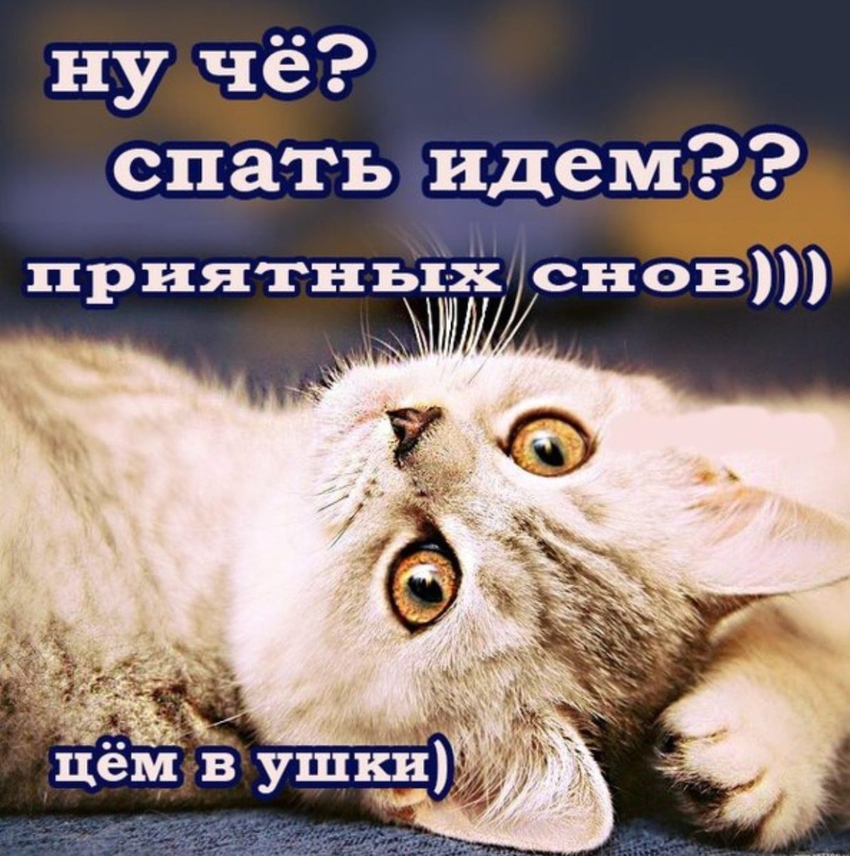 Прикольные пожелания спокойной ночи