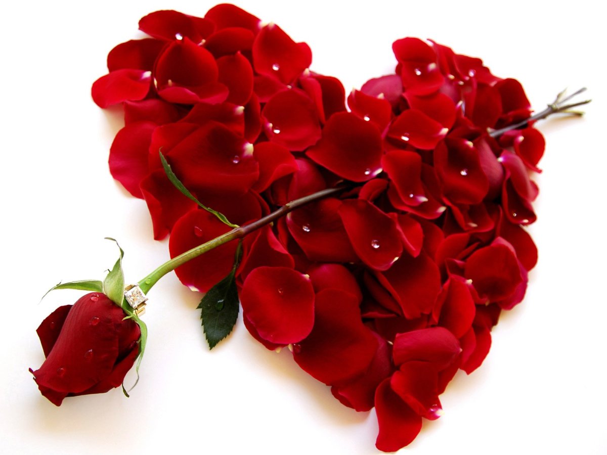 Роза Валентина