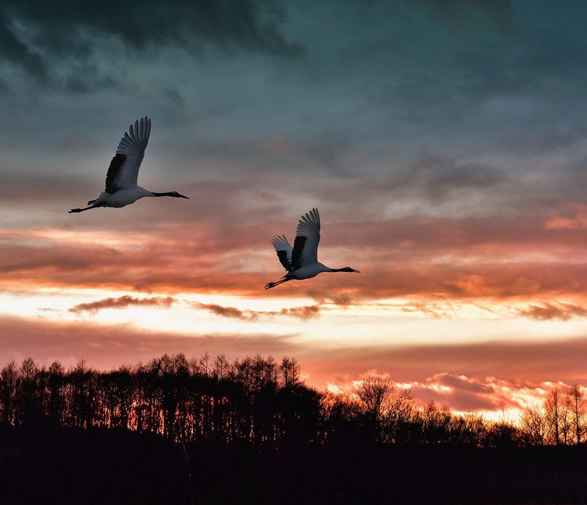Клин журавлей в небе