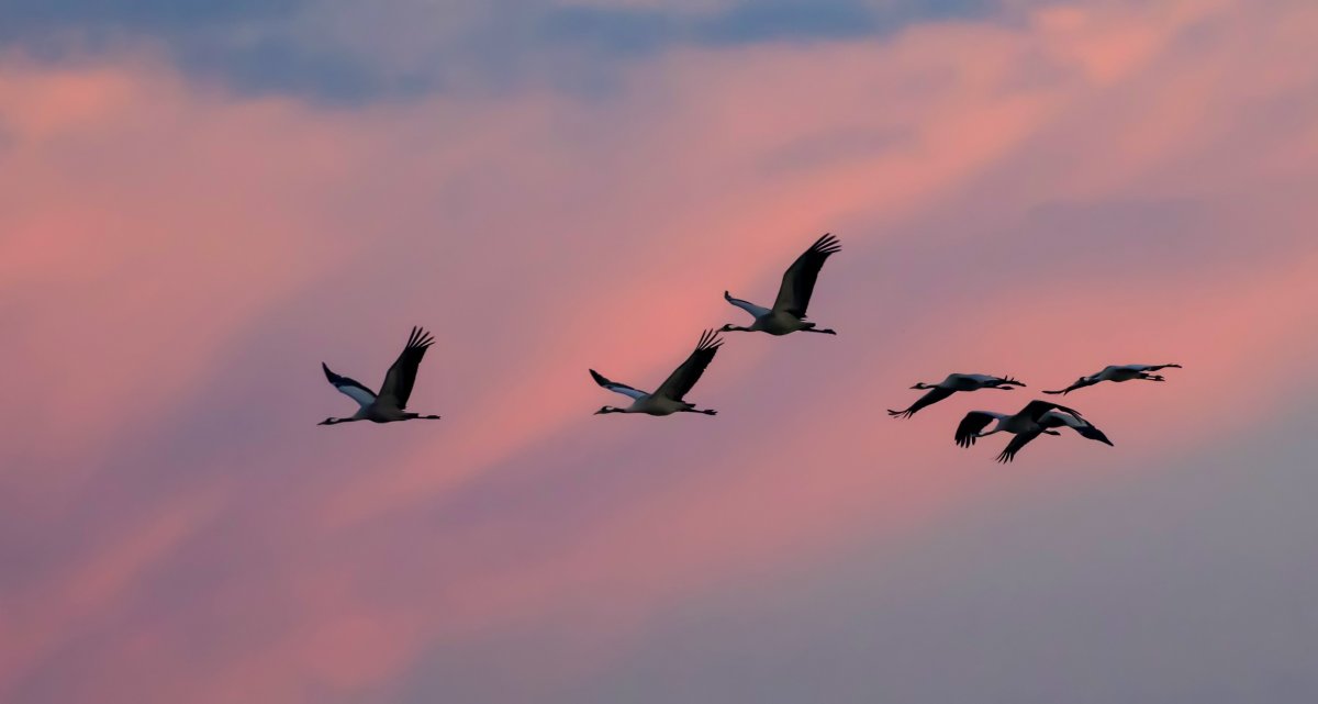 Стая Журавлев