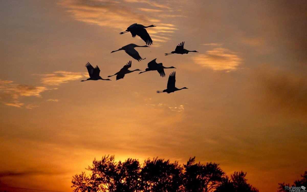 Журавлиный Клин осенью