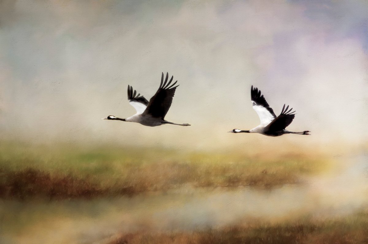 Степанов Журавли летят