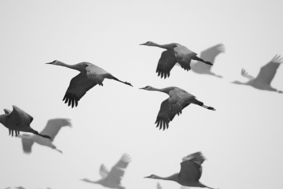 Журавль на белом фоне