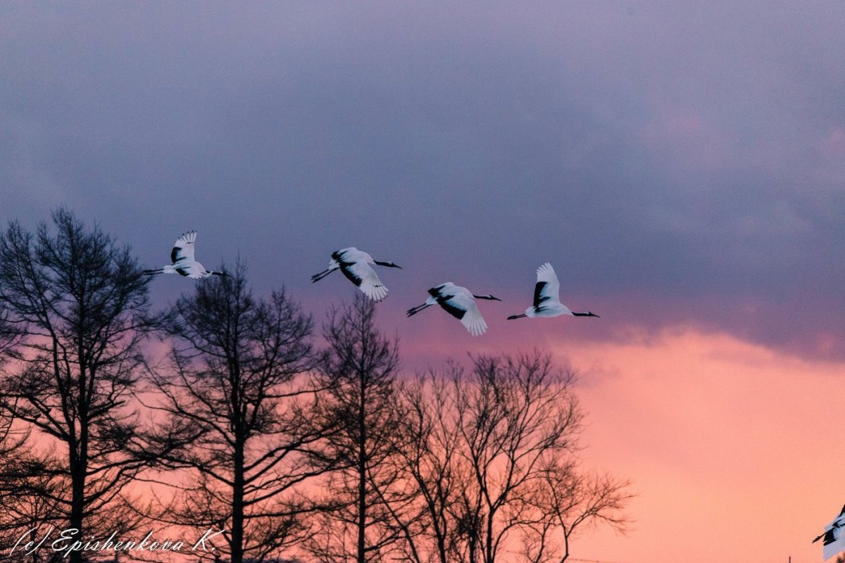 Клин журавлей