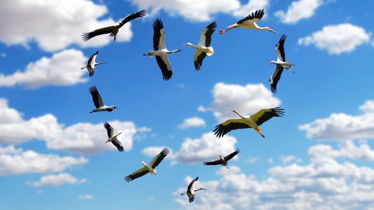 Полет птицы