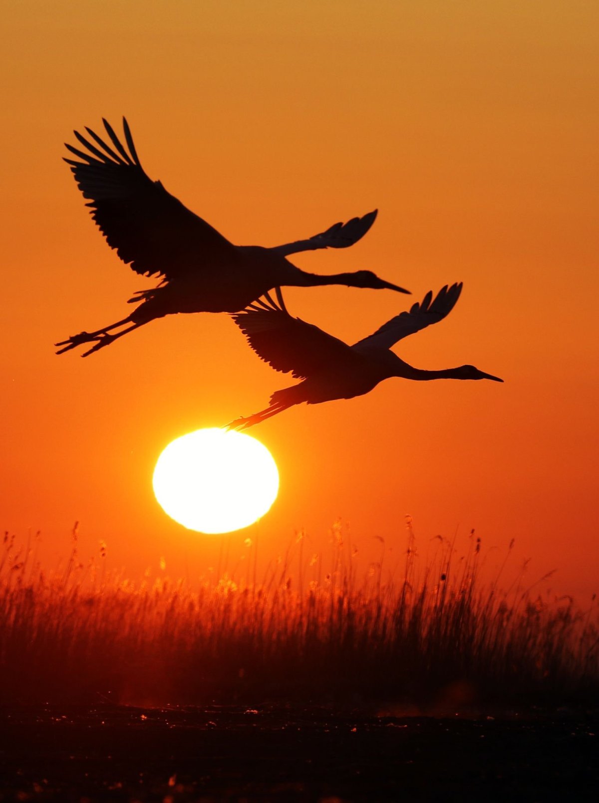 Птицы на рассвете