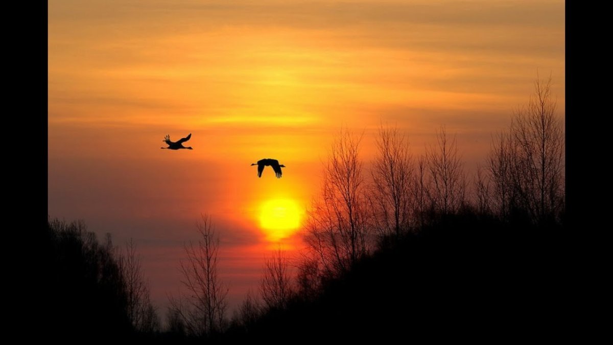 Птицы улетают в закат