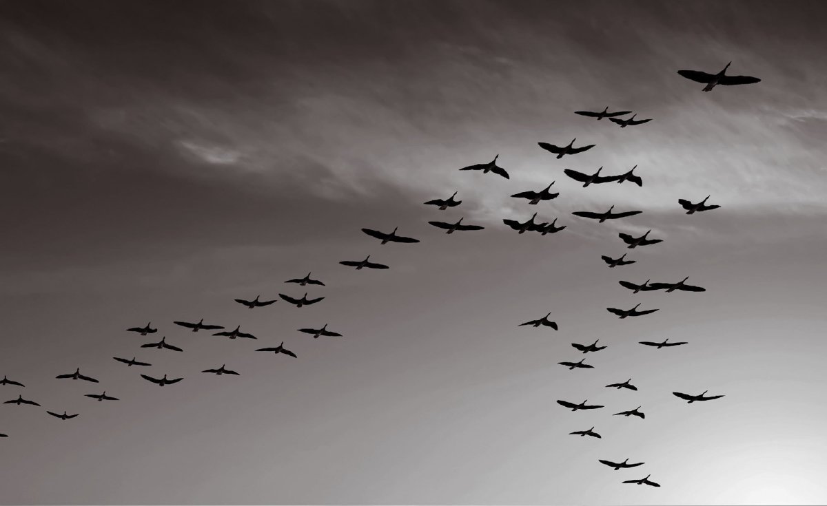 Птицы в небе