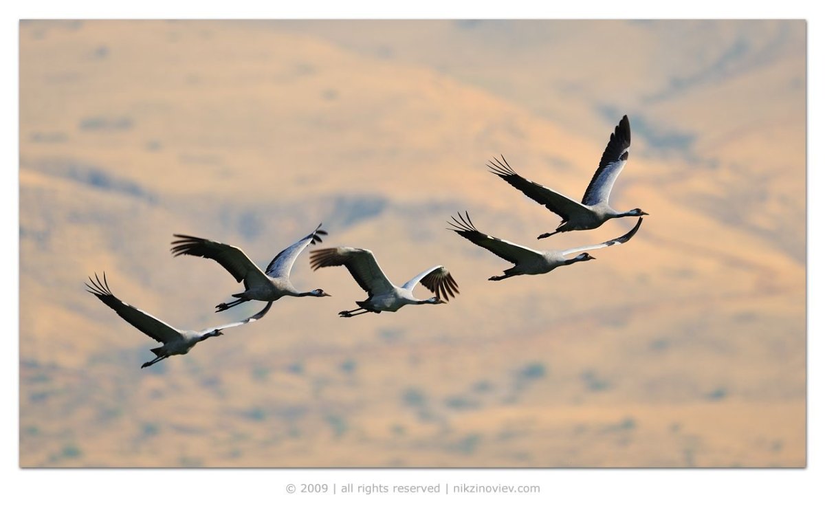 Миграции серого журавля