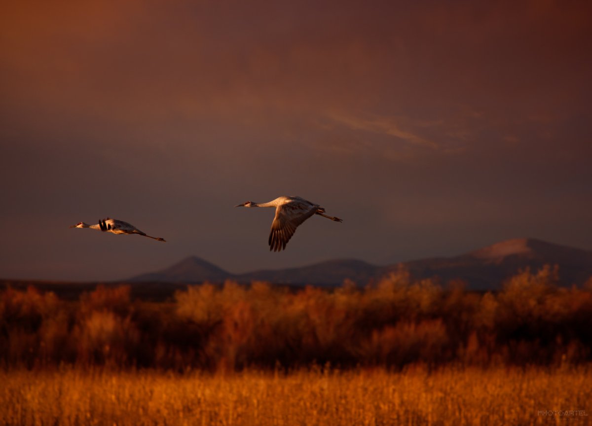 Журавль в небе