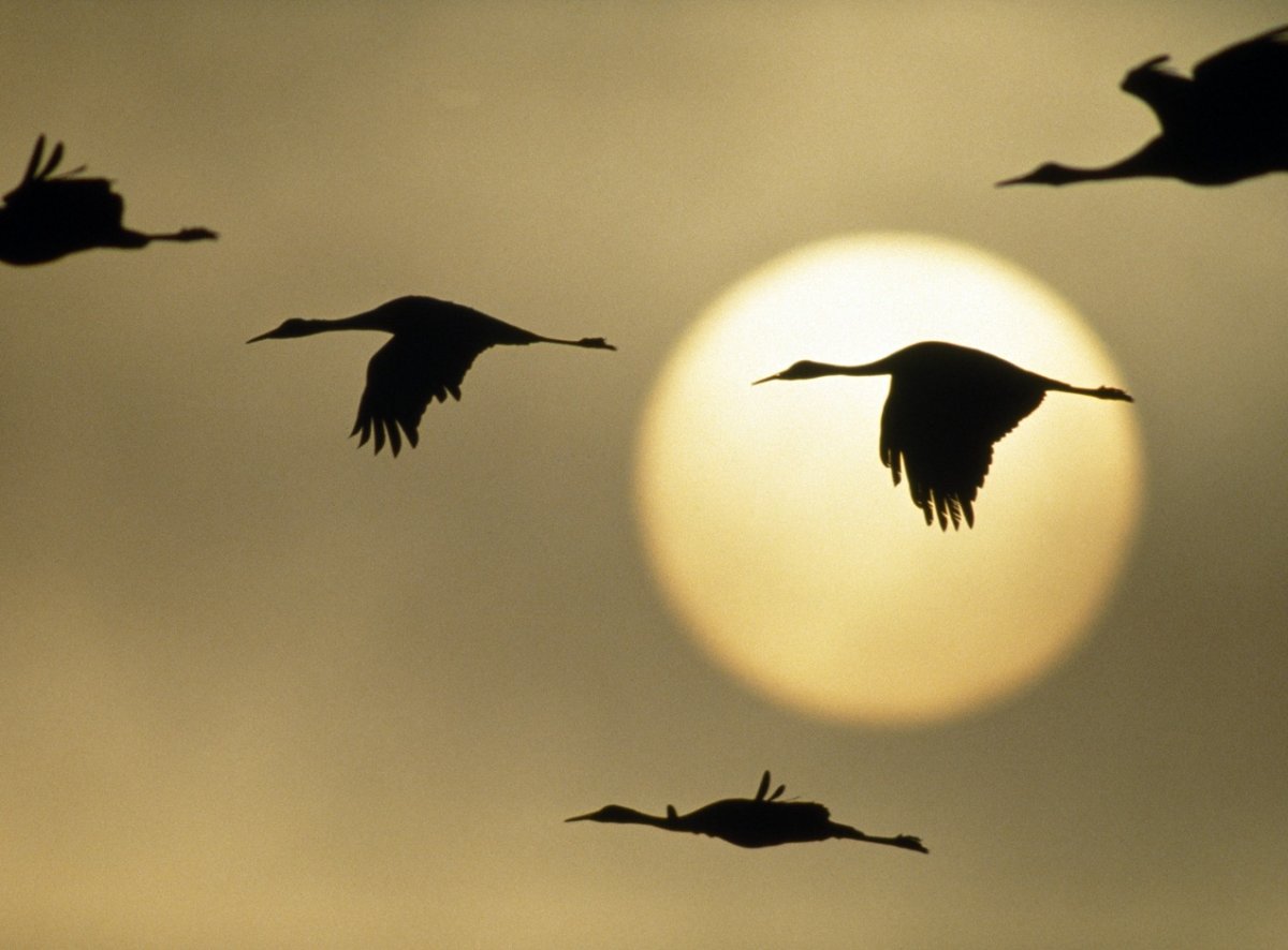 Журавли в небе война