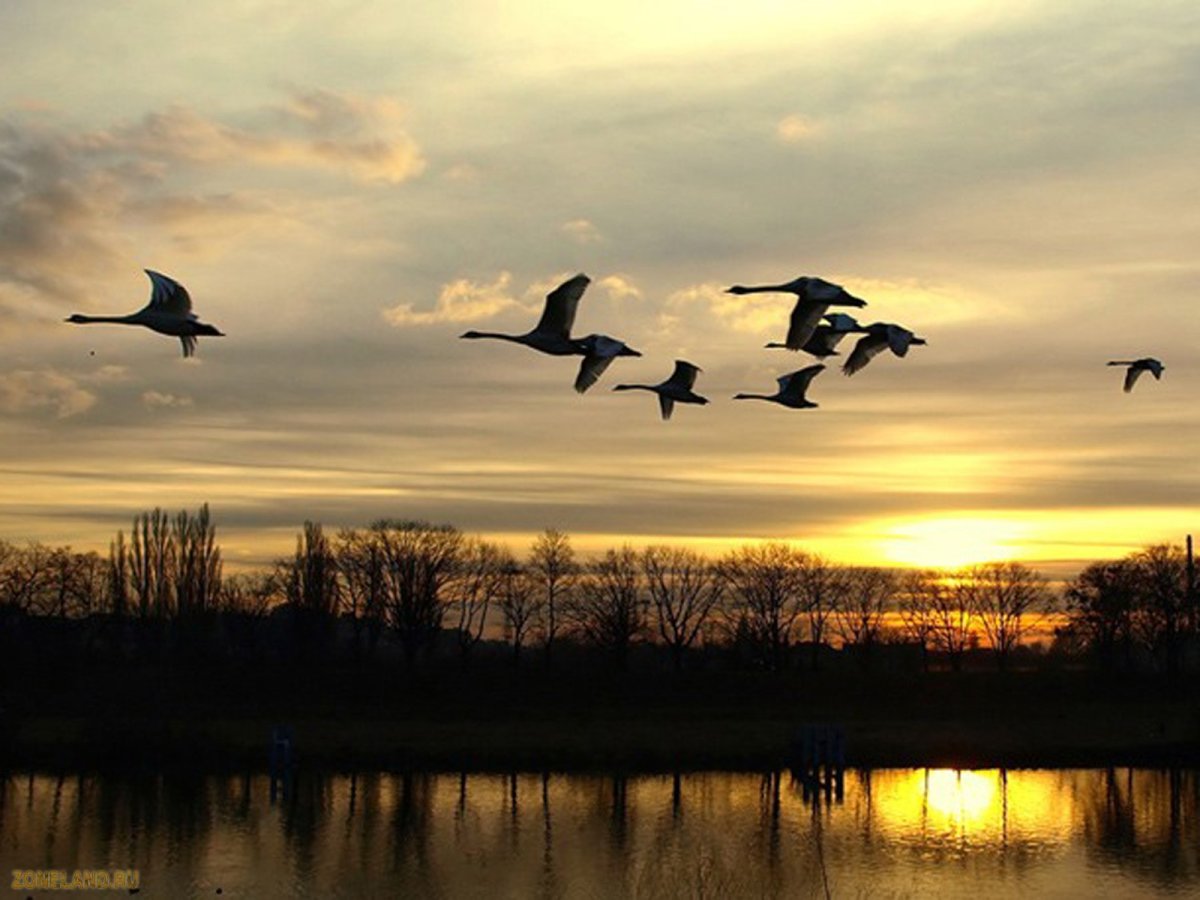 Перелетные птицы улетают в теплые края