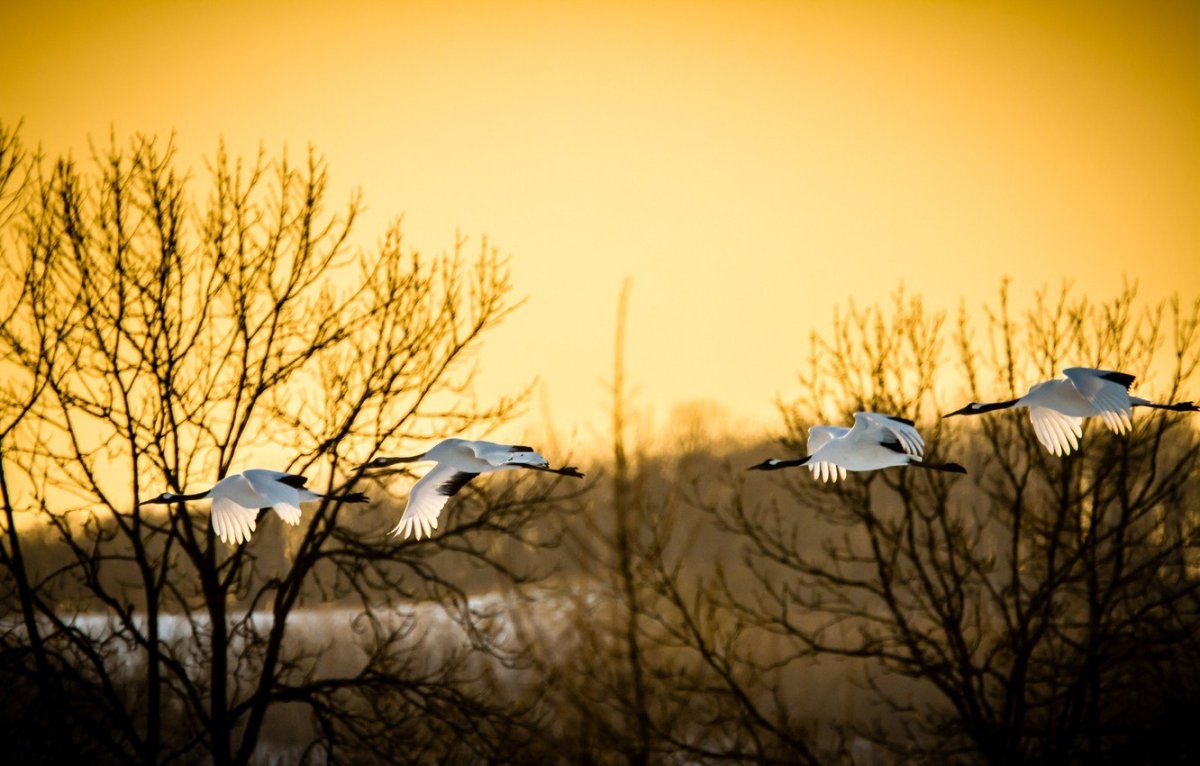 Журавли над городом
