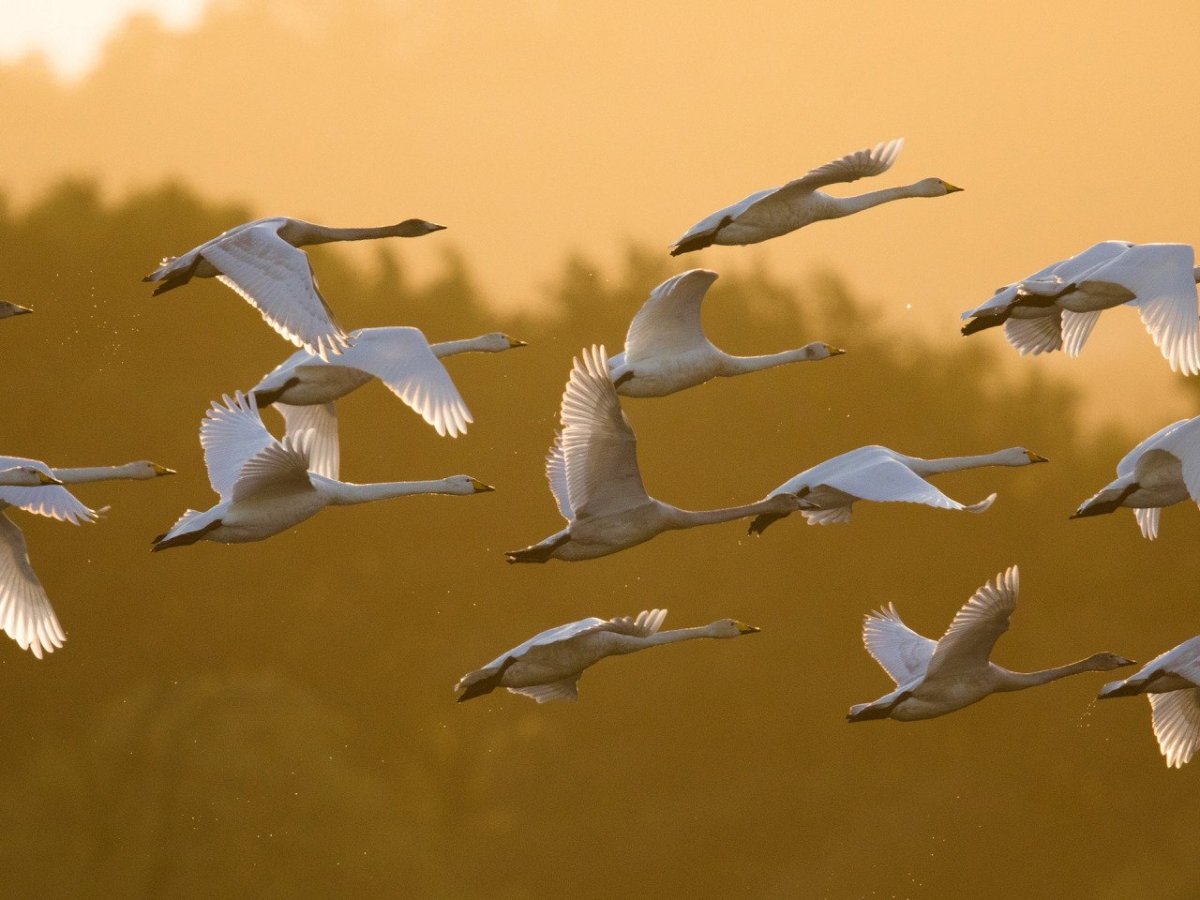 Перелетные птицы в полете