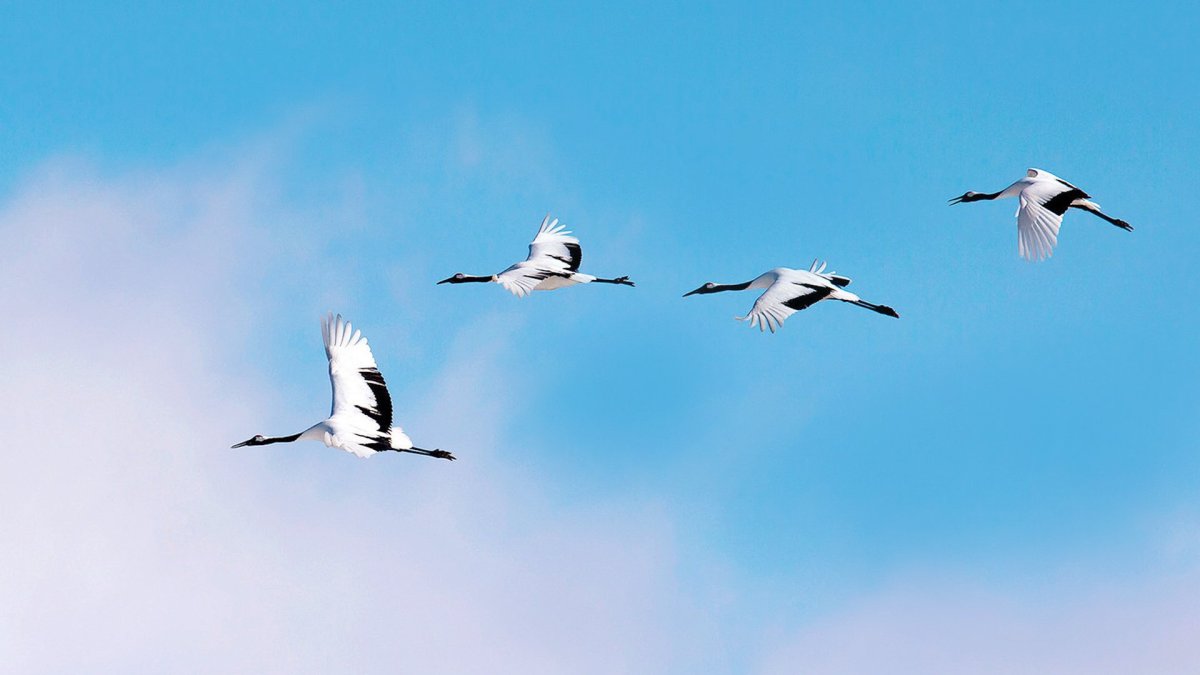 Журавль в небе