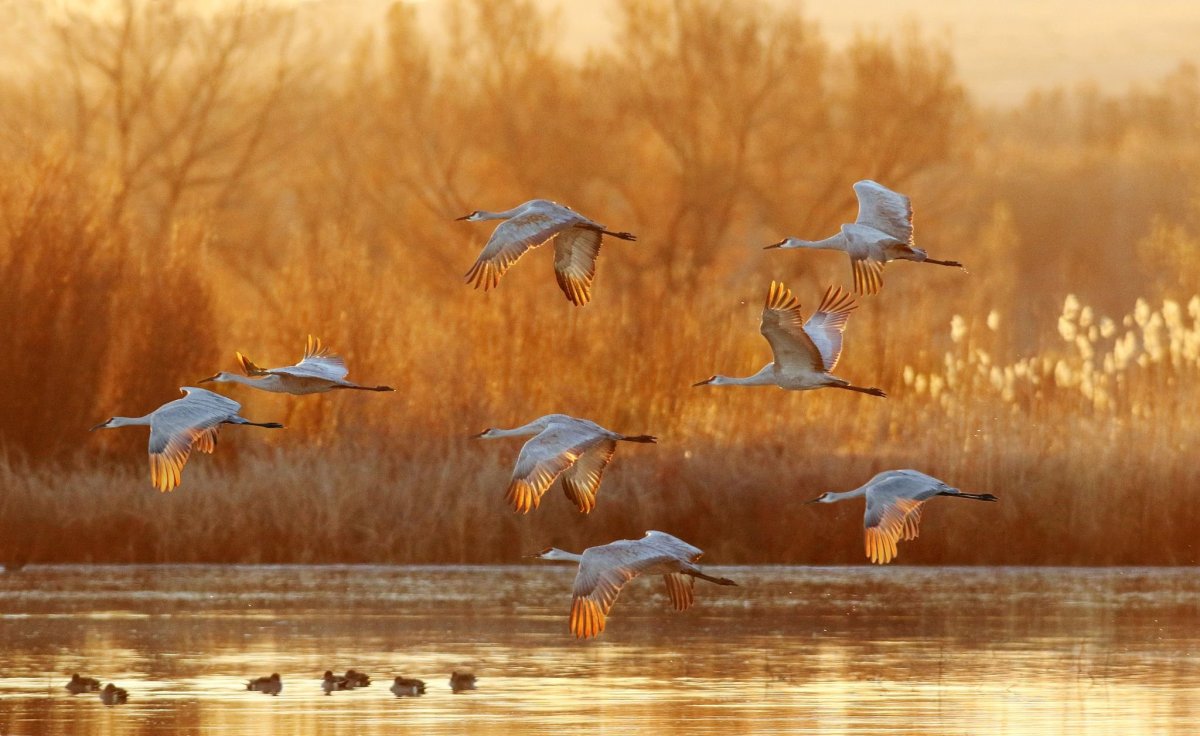 Осень журавлиный Клин