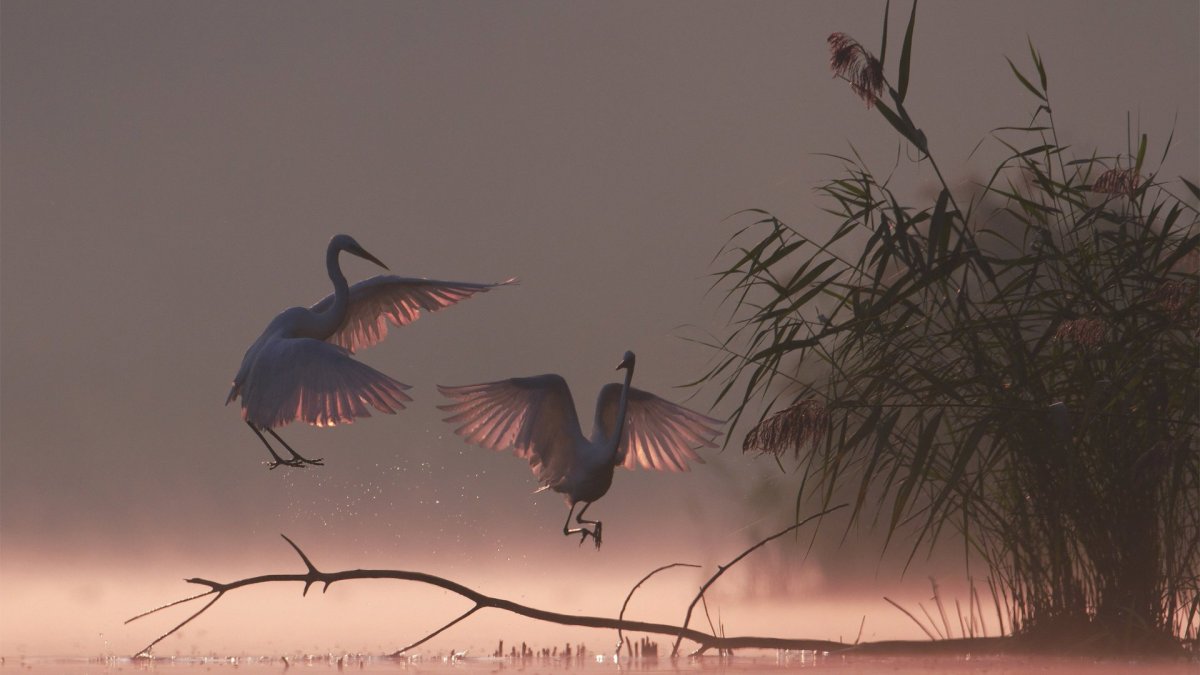 Птицы на рассвете