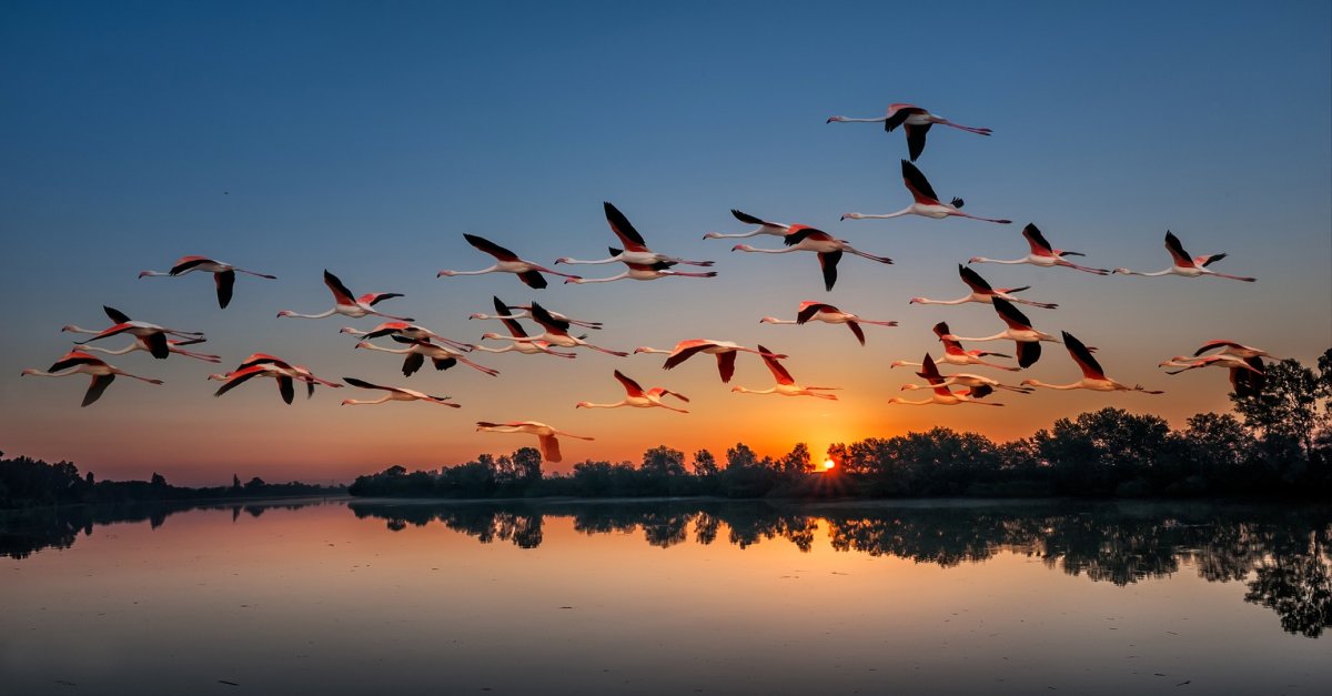 Птицы улетают