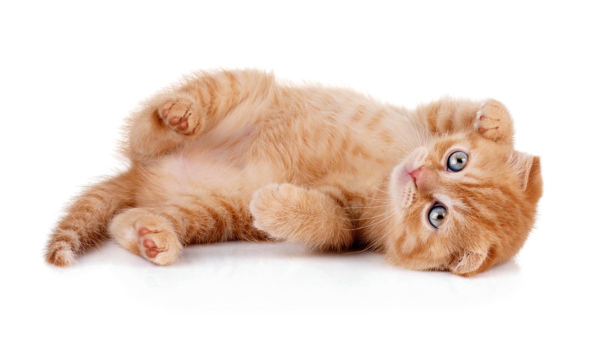 Рыжий котёнок