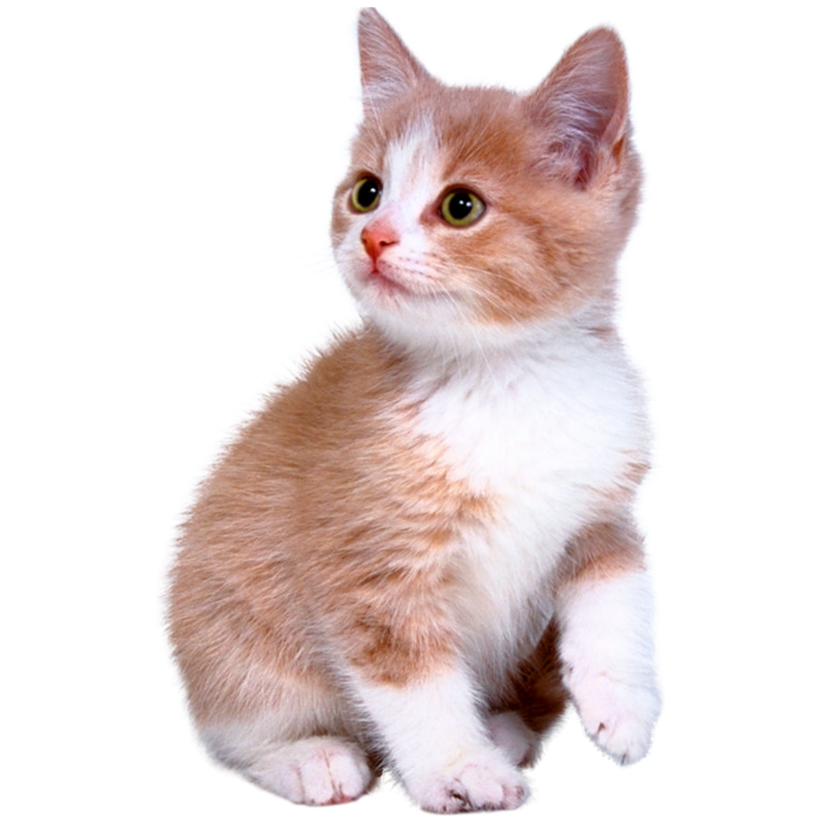 Кошка без фона