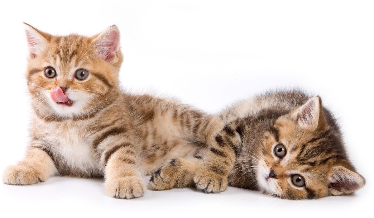 Милые котята на прозрачном фоне