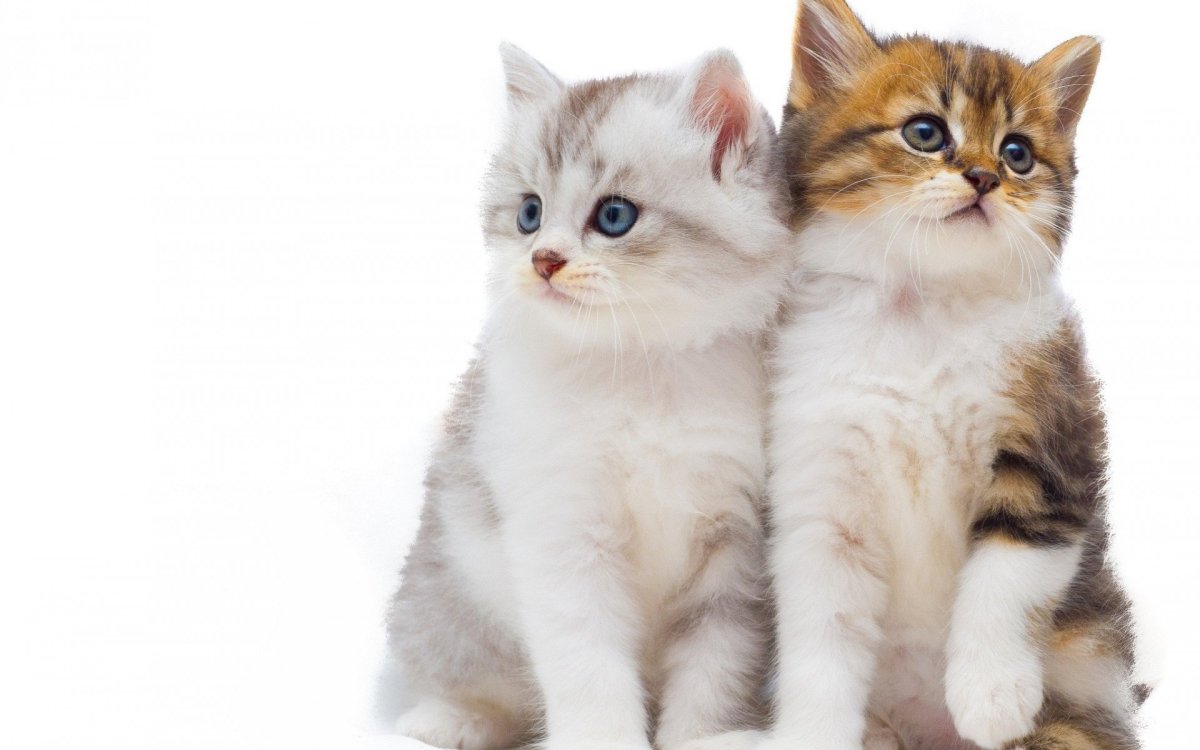 Котенок на прозрачном фоне