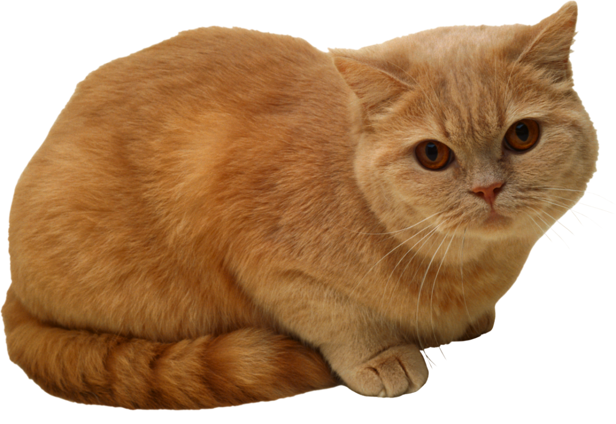 Коки на прозрачном фоне