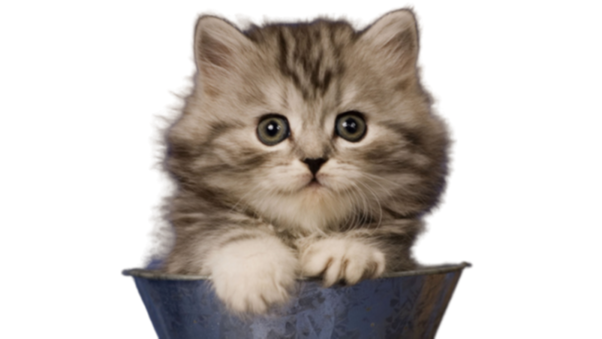 Котенок на прозрачном фоне