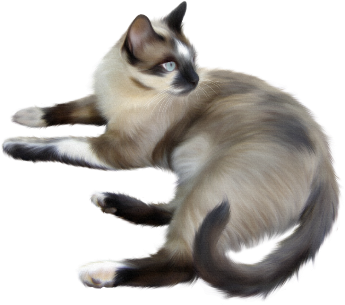 Кошка клипарт на прозрачном фоне