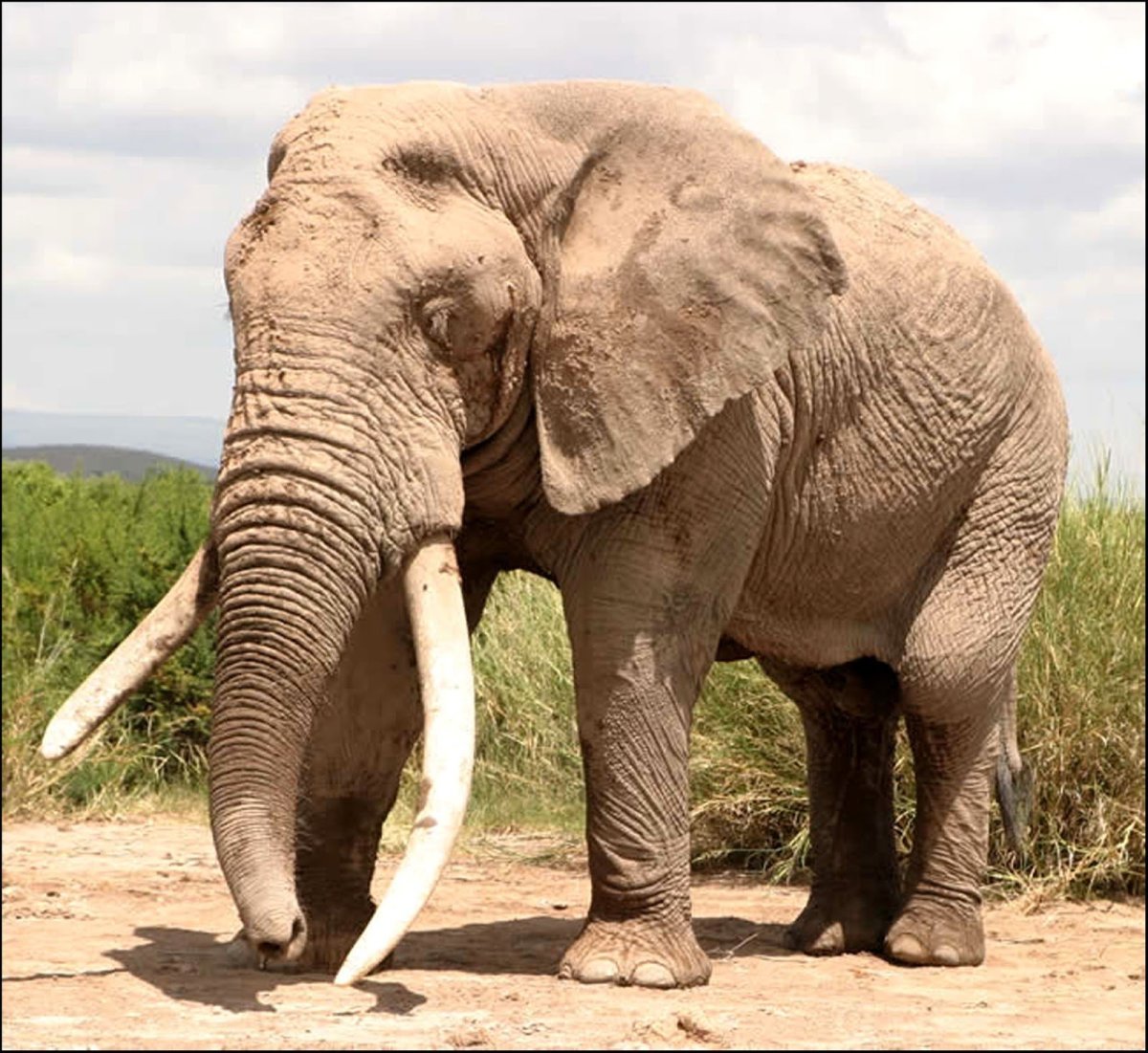 Самка слона